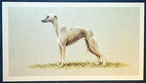 Whippet vintage 1970 s - vintage, 1970's