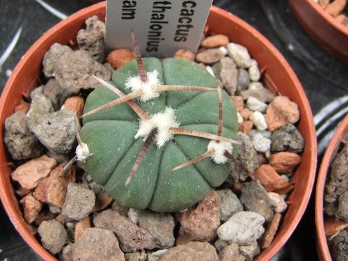 8a30 echinocactus - 8a30,