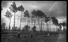 1936 PIEMONTE DRUENT Contadini alla fienagione NEGATIVO ORIGINALE