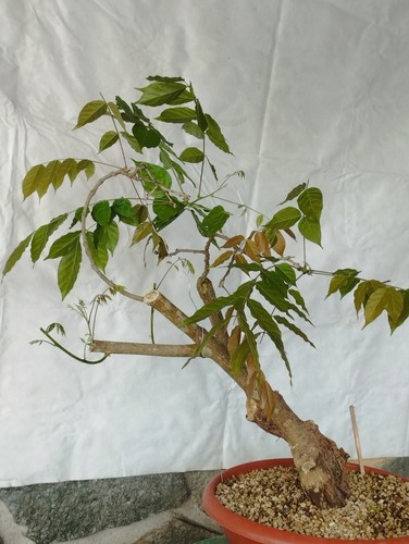 Bonsai glicine 45x16cm - bonsai, in