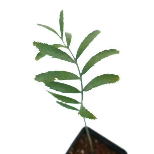Encephalartos arenarius 7b1 - encephalartos,