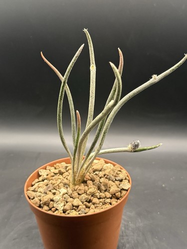 Astrophytum digitostigma