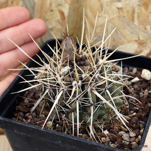 Notocactus vaso 10 - vaso, cm