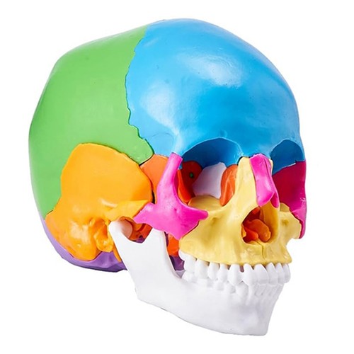Modello cranio umano - di,