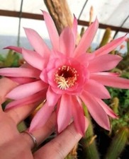 3 Hildewintera Big plant rare plant /no echinopsis
