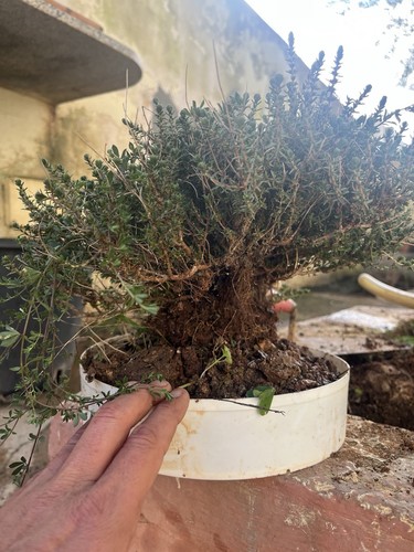 Bonsai timo pianta macchia - timo.pianta,