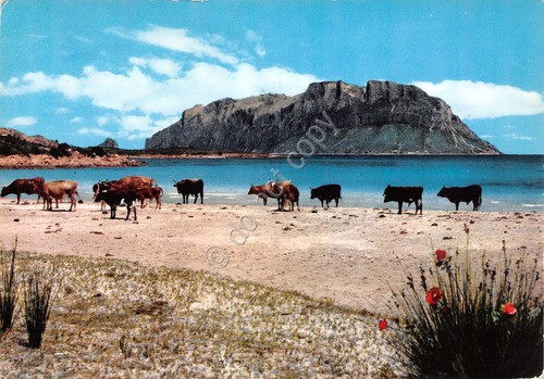 Cartolina olbia mucche - cartolina,