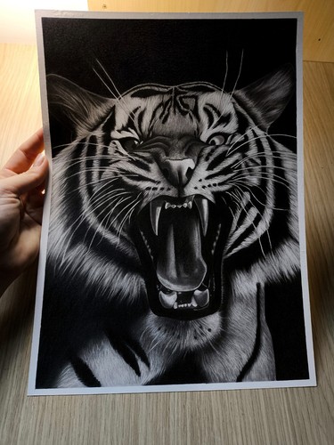 Disegno originale tigre - disegno,