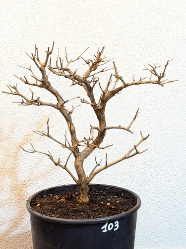 Bonsai prebonsai melograno - bonsai,