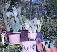 PIANTE di vero Fico d'India (Opuntia ficus-indica) - varie altezze disponibili *