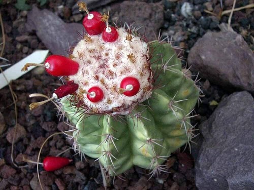 Melocactus curvispinus 10 - melocactus,