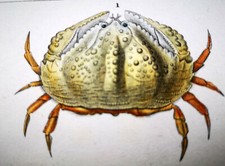 1831,PRETRE ORIGINALE ENGR. BELLISSIMI GRANCHI CALAPPA ACQUERELLATI ANTICHI XMH