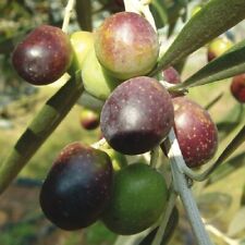 Pianta di Olivo Moraiolo in