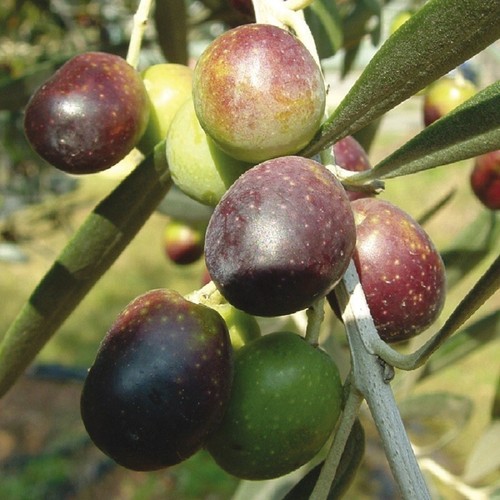 Pianta olivo moraiolo - olivo,