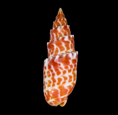 Seashell 136 mitra - -,
