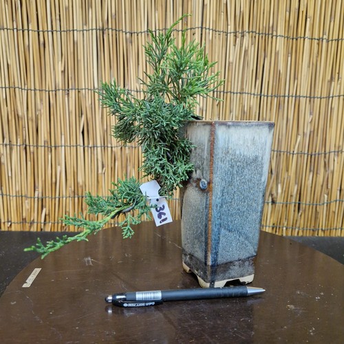 Bonsai ginepro itoigawa h - ginepro,