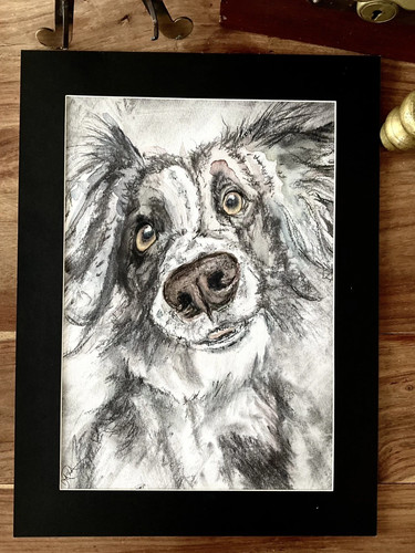 Border collie cane pastore - collie,