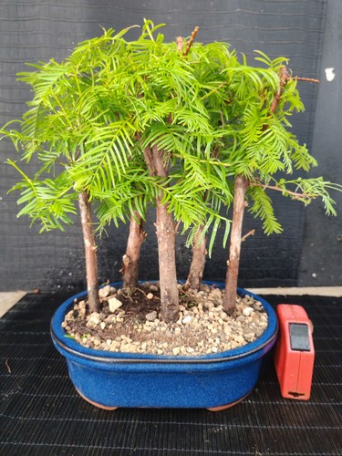 Bonsai bosco metasequoia 30 - bonsai,