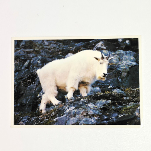 Rocky mountain goat - mountain, photo
