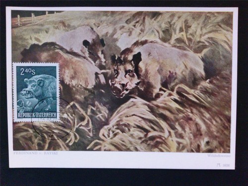 Austria 1959 cinghiale - austria,
