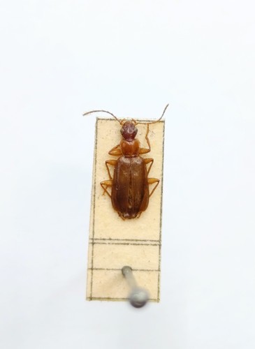 Entomology taxidermy - entomology,