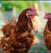 uova  feconde  livornese rossa