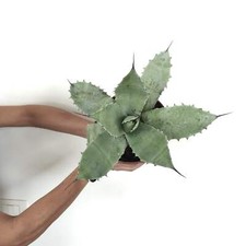 Agave cerulata X Agave ovatifolia X Agave parrasana - NO variegata variegata