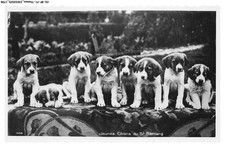 CD-BFP1-0900-CANE - Cuccioli