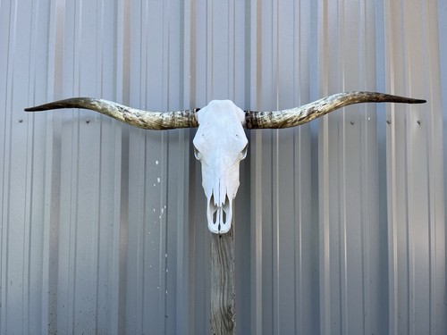 Teschio manzo longhorn - manzo,