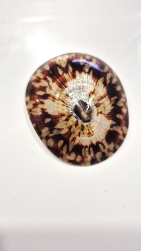 Patella testudinaria - patella,