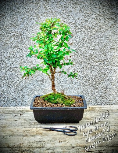 Prunus incisia kojou mai - prunus,