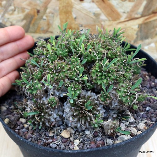 Euphorbia japonica compatta