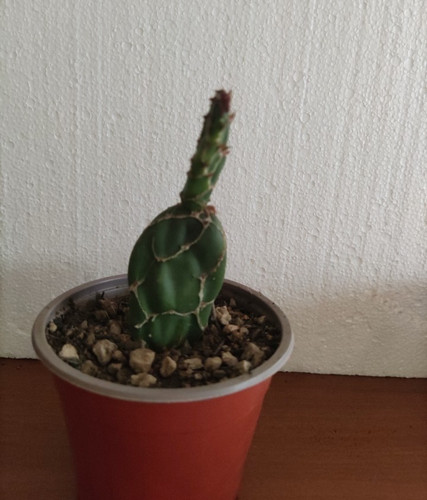 Opuntia reticulata cobra - opuntia,