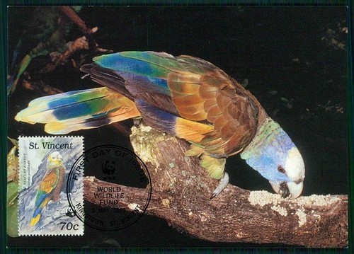 San vincent wwf fauna - vincent,