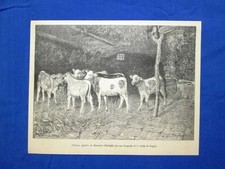 Calfs, painting by Domenico