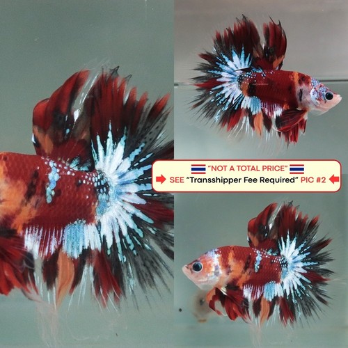 Live betta fish - betta,