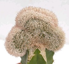 Haageocereus lanugispinus cristate No Uebelmannia