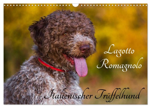 Lagotto romagnolo - lagotto,