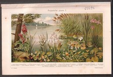 15295 AQUATIC PRINT PLANTS I°