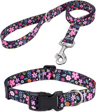 Collare per Cani E Set Di