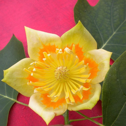 Liriodendron tulipifera - ,