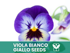 Viola Cornuta