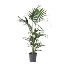 Plant in a Box  Kentia Howea forsteriana 90cm Palma da interno