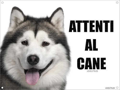 Alaskan malamute attenti - alaskan,