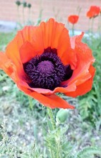 2000 Semi🌺Papaver