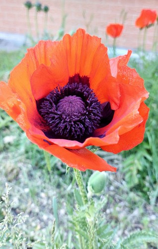 2000 semi papaver - 2000, semi🌺papaver