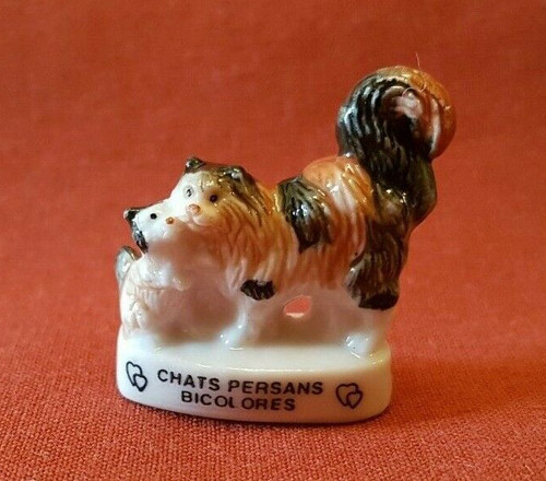 Fève gatti persiani - persiani, bicolore