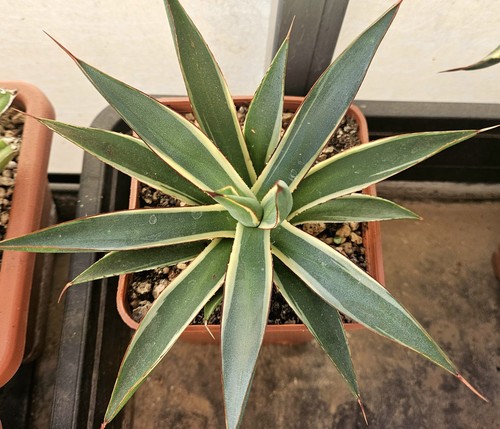 Agave burnt burgundy - burnt,