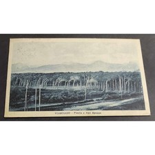 Cartolina Viareggio - Pineta e Alpi Apuane