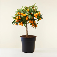 Kumquat "Fortunella margarita" mandarino cinese pianta innestata in vaso ø22 cm